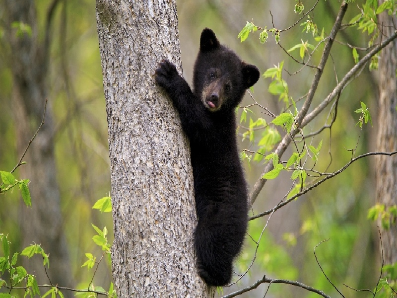 试管婴儿不行（试管婴儿移植感冒）