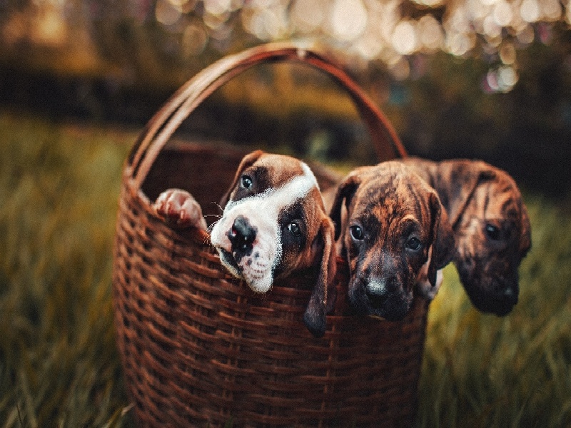 成都哪可以代怀,成都女人试管多少费用（试管底部涂红）